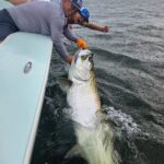 tampa tarpon fishing