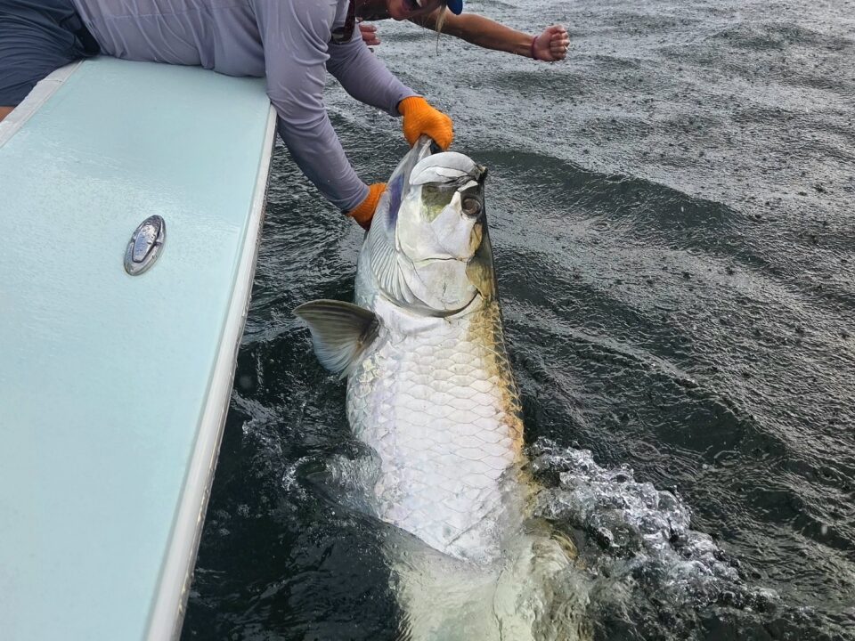 tampa tarpon fishing