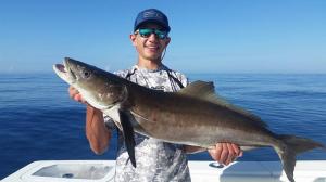 Cobia 5 Tampa Bay Fishing Charter Capt. Matt Santiago