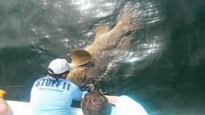 Goliath Grouper 3 Tampa Bay Fishing Charter Capt. Matt Santiago