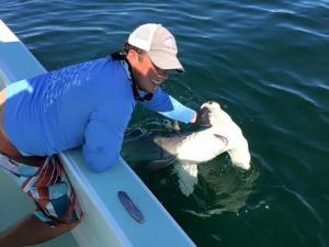 Hammerhead Shark Tampa Bay Fishing Charter Capt. Matt Santiago