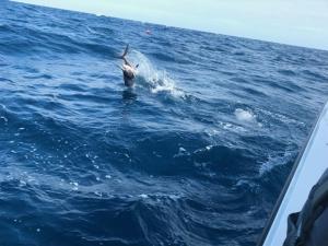 Sailfish Jumping Tampa Bay Fishing Charter Capt. Matt Santiago