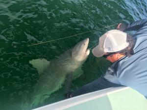 Shark Tampa Bay Fishing Charter Capt. Matt Santiago