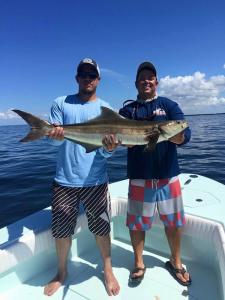 Sight fishing Cobia Tampa Bay Fishing Charter Capt. Matt Santiago