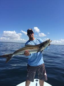 Sightfishing for Cobia Tampa Bay Fishing Charter Capt. Matt Santiago