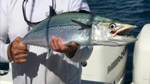 Spanish Mackerel Tampa Bay Fishing Charter Capt. Matt Santiago